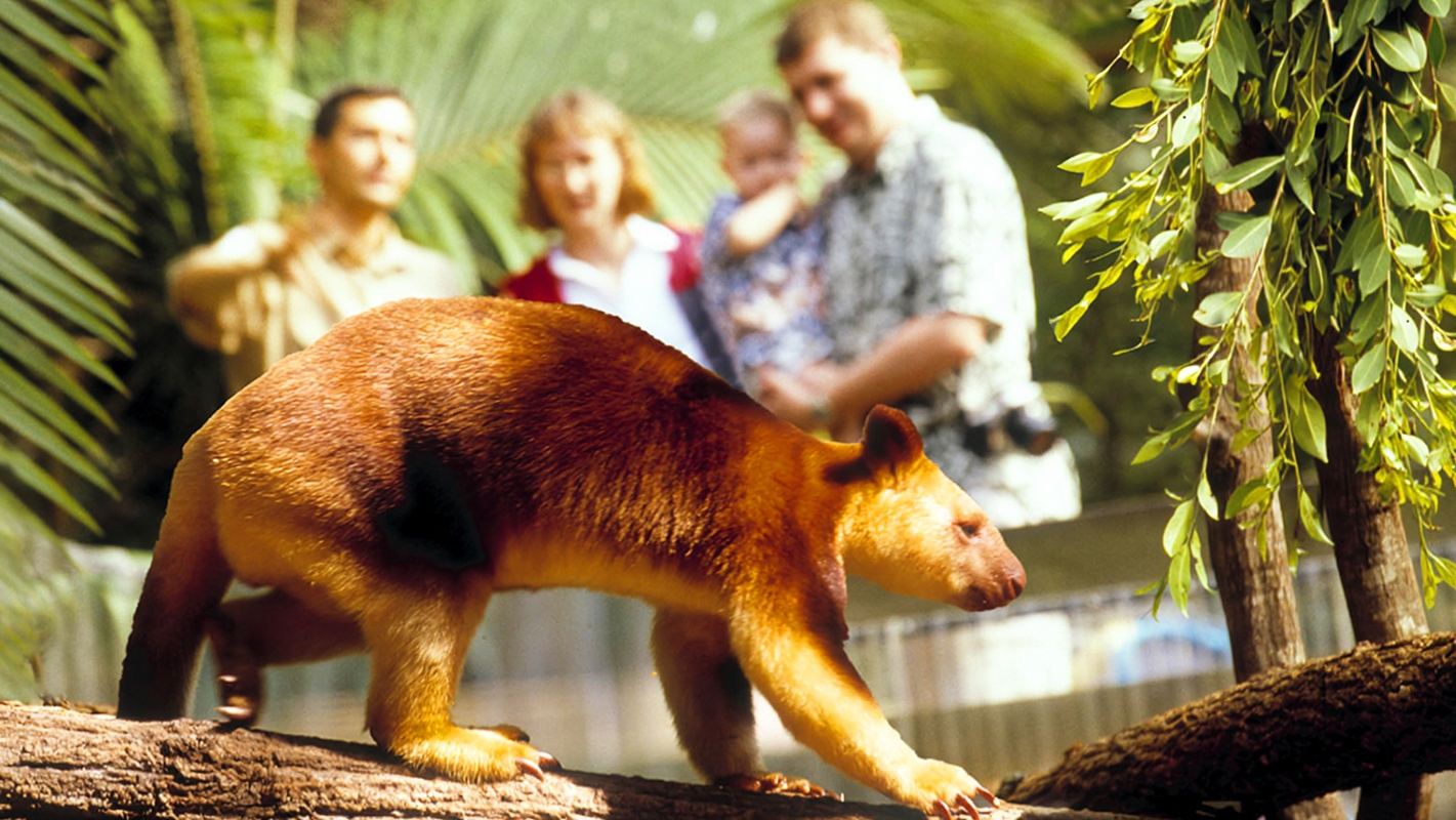 黃金海岸可倫賓野生動物園一日遊【市區飯店來回接送丨含門票】
