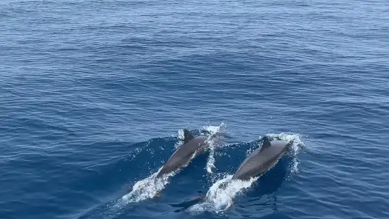 杜拜一日遊|阿曼追海豚|浮潛|酒店接送|英文司機