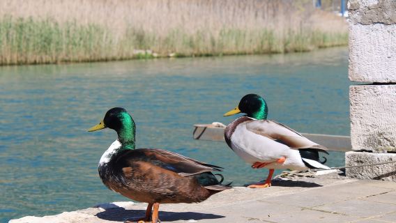 Lawatan Paddleboarding Sungai Ombla di Dubrovnik dengan Makanan Ringan