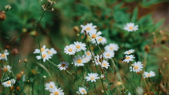Скадарское озеро: 4-часовая экскурсия на байдарках
