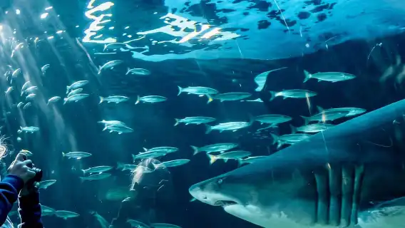 Cape Town ตั๋วผ่านเมือง Citypass: ประหยัดกว่า 50% สำหรับสถานที่ท่องเที่ยวยอดนิยมกว่า 80 แห่ง