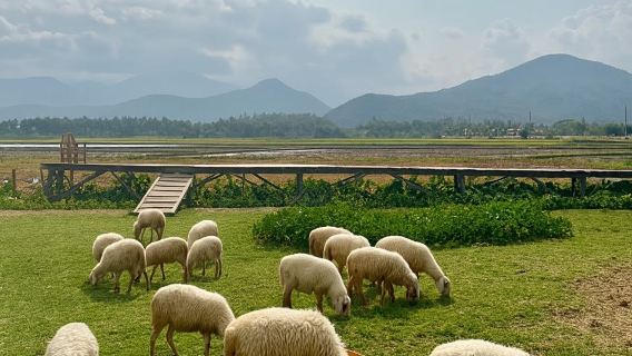 Phan Rang Tanyoli Sand Dunes Day Trip