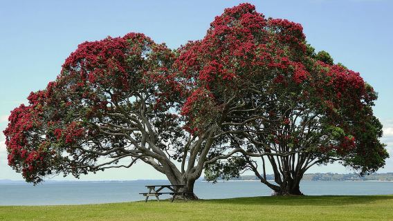 Auckland: Recorrido por la Costa Oeste Salvaje y playas de arena negra, con almuerzo incluido