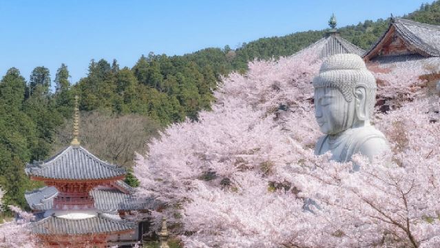 【桜シーズン限定】大阪壺阪寺の桜大仏+本郷の滝桜+奈良公園ワンデーツアー