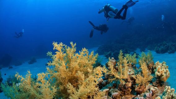 DAR ES-SALAM: Curso de Buceo de 1 Día para Principiantes