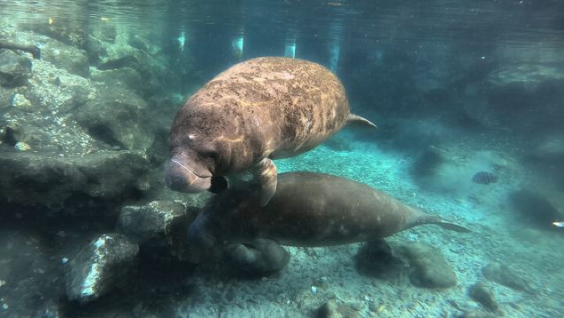 Semi Private Manatee Swim Tour