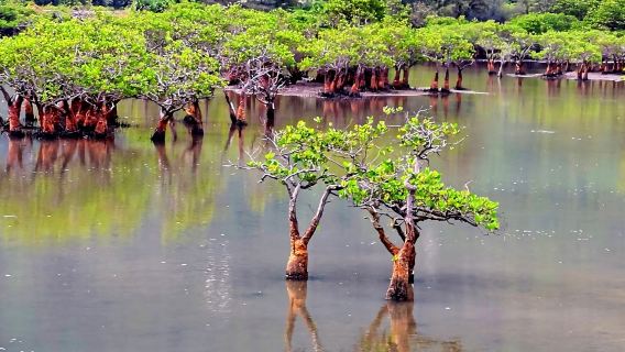 2人起訂獨立包團銅鼓嶺航太科普館東郊椰林一日遊海口文昌上門接送