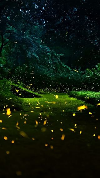 ทัวร์วันส่วนตัวสิบสองปันนา: สัมผัสความอัศจรรย์ของสวนพฤกษศาสตร์เขตร้อนและวัฒนธรรมสวนไท