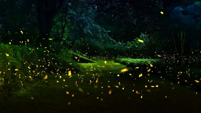 Privé dagtocht in de Dai autonome prefectuur Xishuangbanna: De wonderen van de Tropical Botanical Garden & de cultuur van de Dai Garden