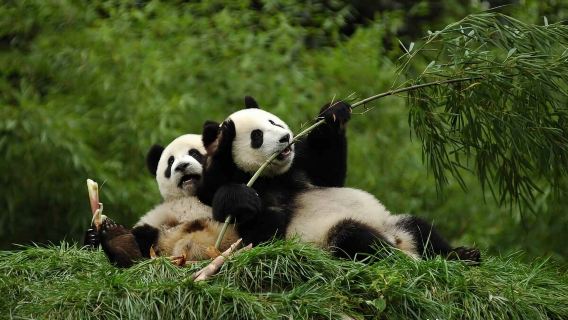Dujiangyan Panda-basierte Touroption Freiwilligenerfahrung