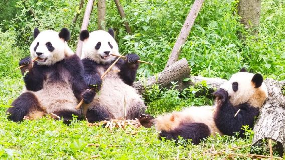 Excursión de un día a la base de pandas de Chengdu y Sanxingdui [incluye servicio de coche privado con conductor + entrada + visita guiada para grupos cerrados 1V1]