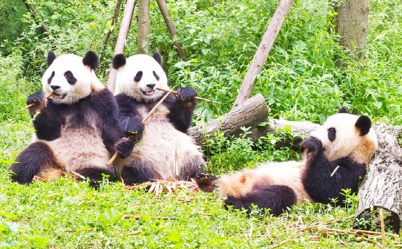 Tagesausflug zur Chengdu Research Base of Giant Panda Breeding und Dujiangyan [inklusive Privattransfer, Ticket und Führung]