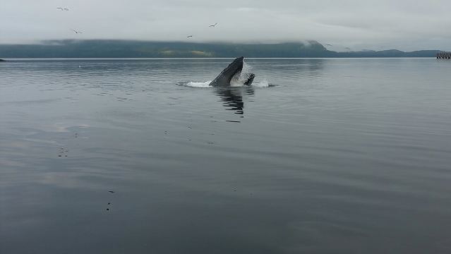 Tour di 3,5 ore per avvistare le baline a Juneau, Alaska, con accesso prioritario