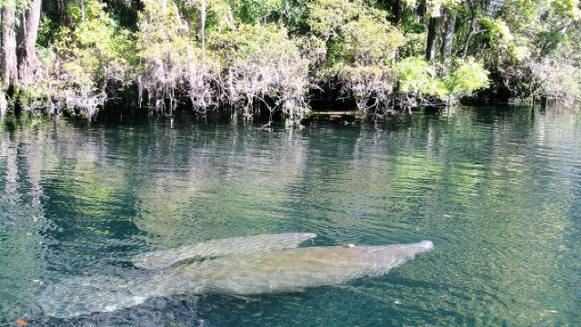 See Crystal River - Mantee & Wildlife Viewing Cruise