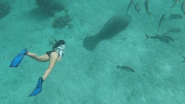 Private Snorkeling in Hol Chan Marine Reserve and Shark Ray Alley