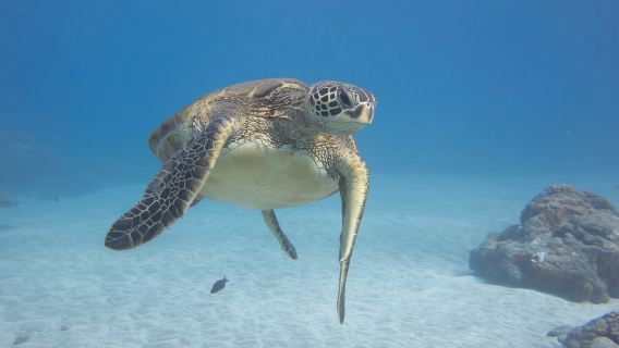Maui: Snorkel y navegación al atardecer con tobogán acuático y almuerzo de barbacoa
