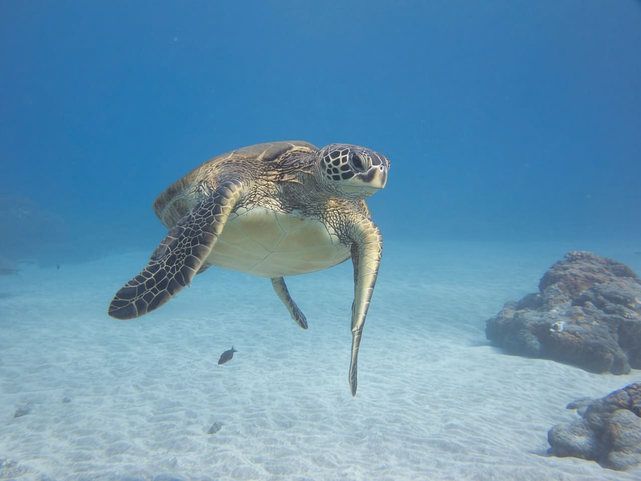 Maui: Snorkel dan Belayar Matahari Terbenam dengan Gelongsor Air & Makan Tengahari BBQ