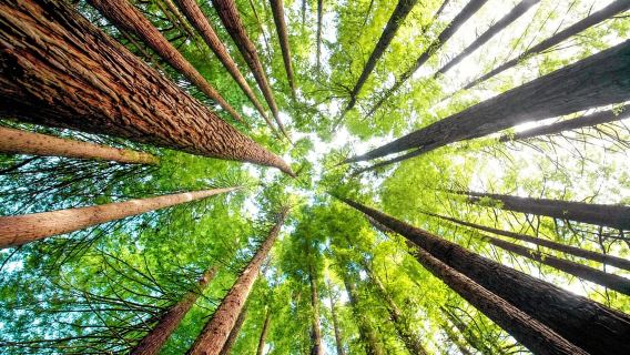 Dari San Francisco: Alcatraz Night & Muir Woods & Sausalito