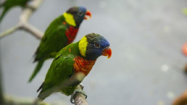 Bird-Themed Gyeonggi Day Tour