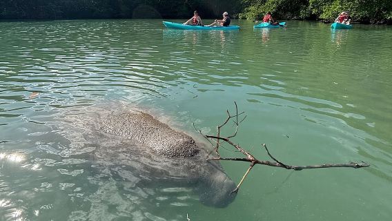 Manatee Season Guided Paddle Tour from Virginia Key