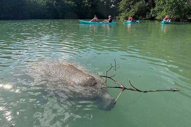 Manatee Season Guided Paddle Tour from Virginia Key