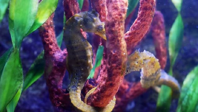 Interactive Aquarium Cancun - Admission