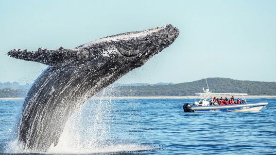 Premier Whale Watching Byron Bay