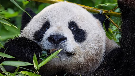 San Diego Zoo 1-Day Pass: Any Day Ticket