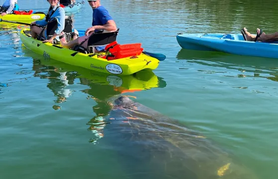 霍比皮划艇生態之旅：博尼塔斯普林斯高端生態體驗