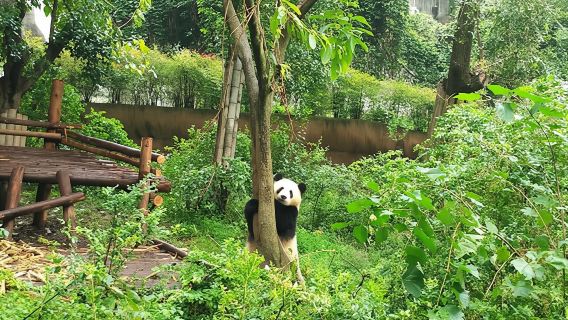 Full day private tour of Panda Base and Leshan Giant Buddha