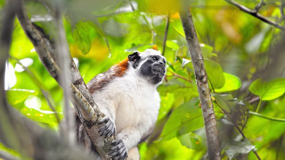 Panama CityExperiences