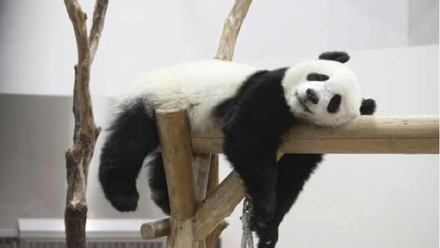 大熊貓繁育基地【蜀人說2H專業導覽|深入了解大熊貓|含門票】