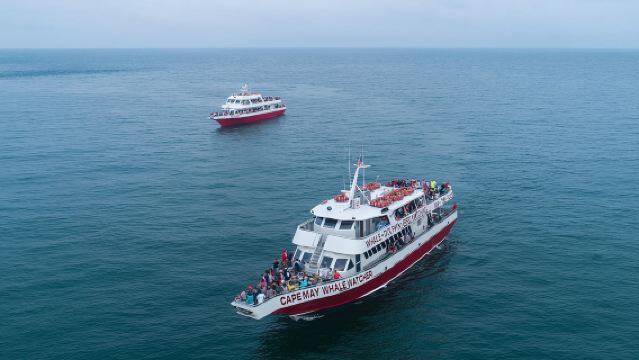 Crucero de avistamiento de ballenas y delfines desde Cape May