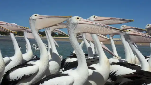 澳洲悉尼獵人谷一日遊【酒莊品酒/含午餐/美酒鵜鶘之旅】