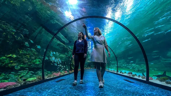 Visita al Acuario Nacional de Abu Dabi [Autoguiada]