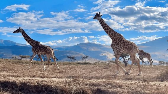 Dar es Salaam: Lawatan sehari safari taman negara Mikumi