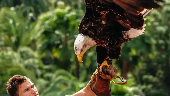Maspalomas: Palmitos Park Ticket with Dolphin and Bird Shows