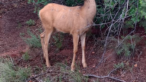 Colorado Springs: tour in jeep di lusso al Garden of the Gods