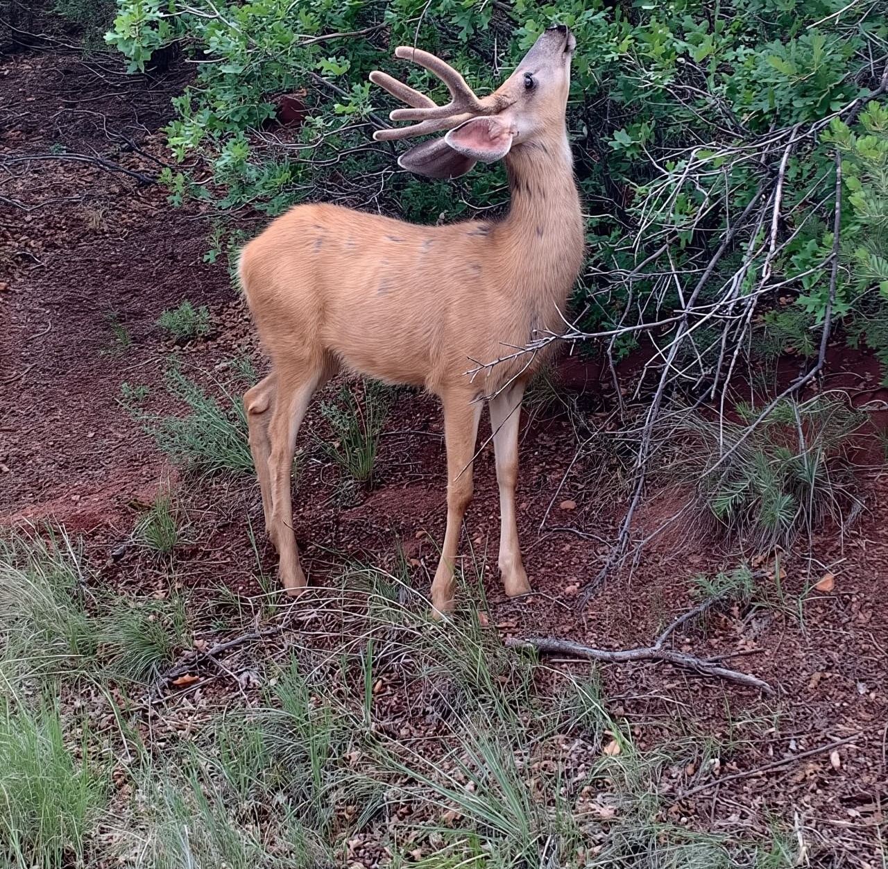 Colorado Springs: Garden of the Gods Luxury Jeep Tour