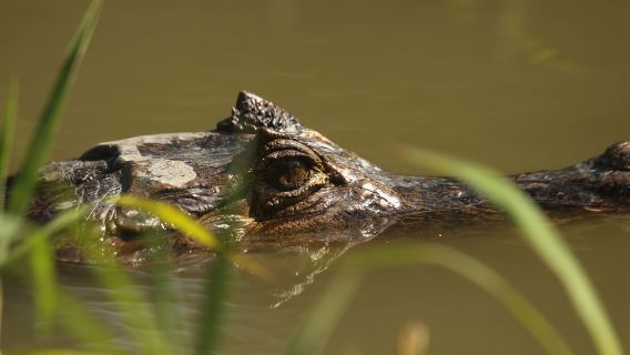 1 hour 45 minutes Crocodile Adventure Tour in Tarcoles River