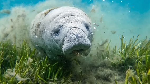 Crystal River: Small-Group Manatee Snorkeling Tour