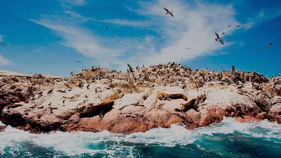 Ab Lima: Ballestas-Inseln & Huacachina-Oase - Tagestour
