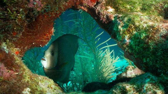 Ambergris Caye: Riserva marina di Hol Chan per immersioni e snorkeling…