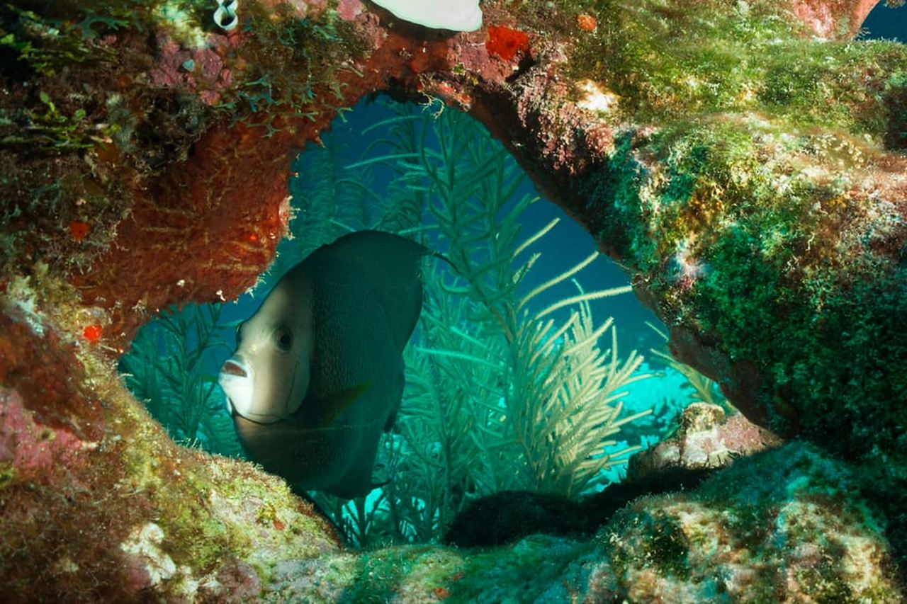 Ambergris Caye: Tauchen und Schnorcheln im Meeresschutzgebiet Hol Chan …