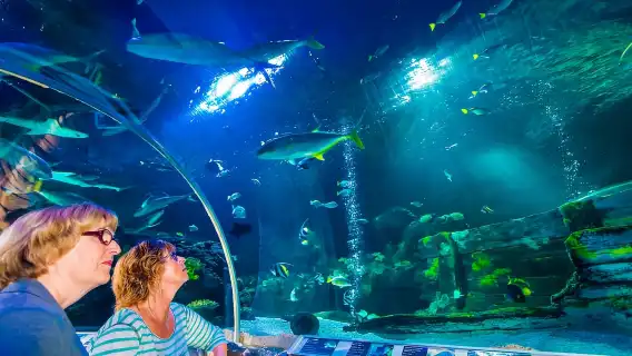 Helsinki: Sea Life Entrance Tickets