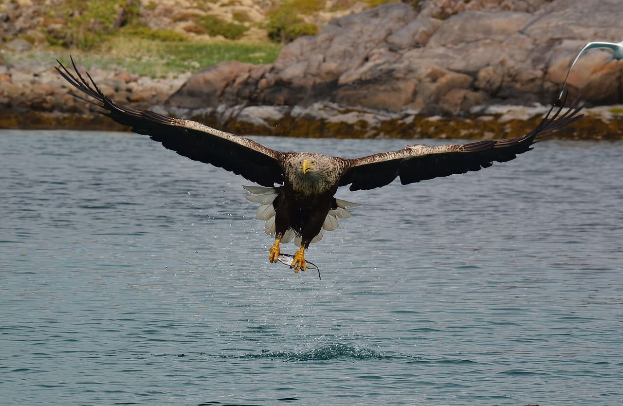 From Svolvær: Lofoten RIB Sea Eagle Safari Trollfjord Cruise