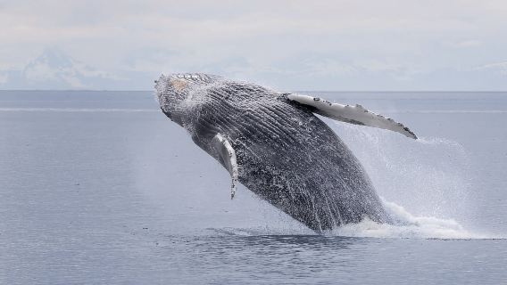 Juneau: Walbeobachtung und Wildtier-Kreuzfahrt mit einheimischem Guide