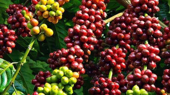 Amazing Coffee full-day tour in Buon Ma Thuot - Daklak