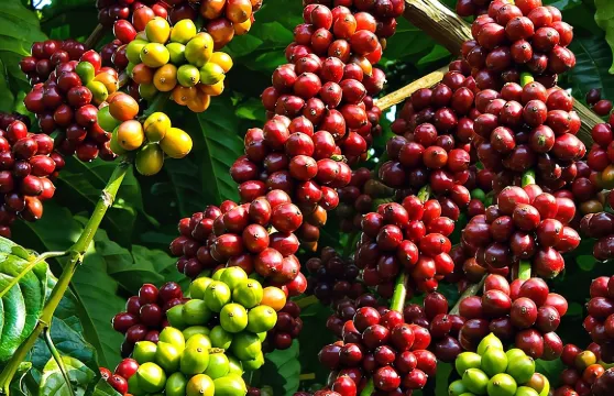 邦美蜀-多樂省的奇妙咖啡一日日遊