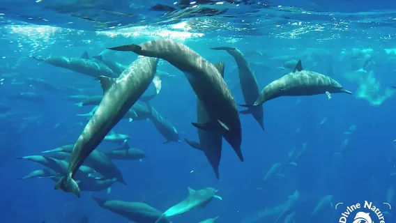 Dolphin and Whale Watching Tour in Drake Bay as seen on National Geographic